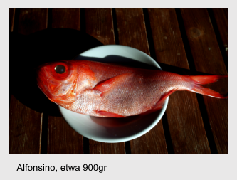 Alfonsino, etwa 900gr